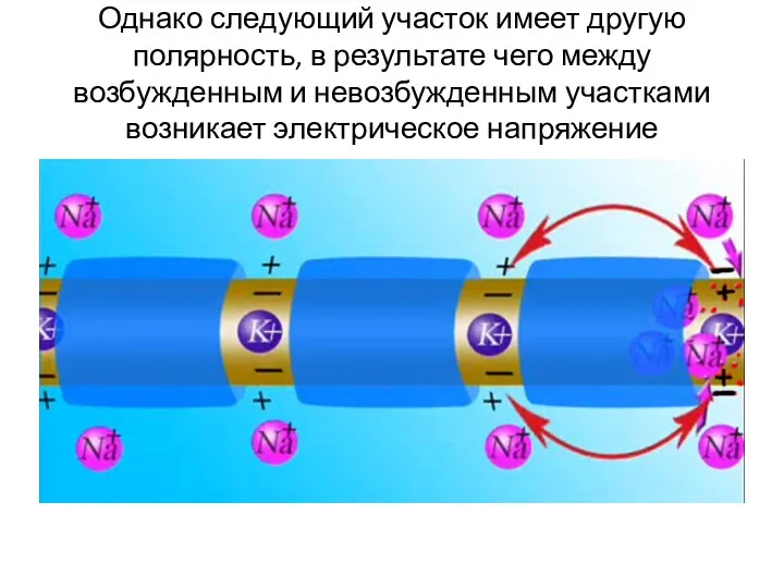 Однако следующий участок имеет другую полярность, в результате чего между возбужденным и