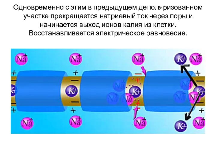 Одновременно с этим в предыдущем деполяризованном участке прекращается натриевый ток через поры