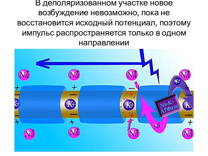 В деполяризованном участке новое возбуждение невозможно, пока не восстановится исходный потенциал, поэтому