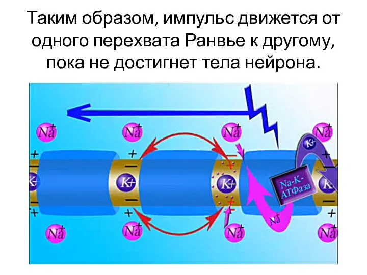 Таким образом, импульс движется от одного перехвата Ранвье к другому, пока не достигнет тела нейрона.