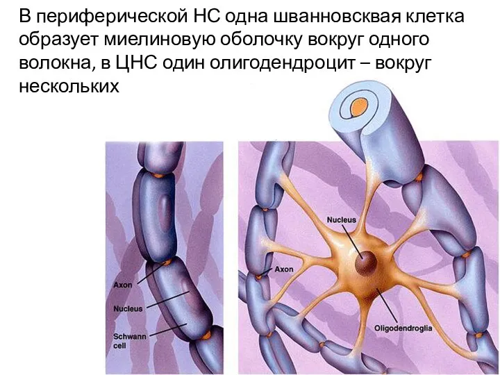 В периферической НС одна шванновсквая клетка образует миелиновую оболочку вокруг одного волокна,