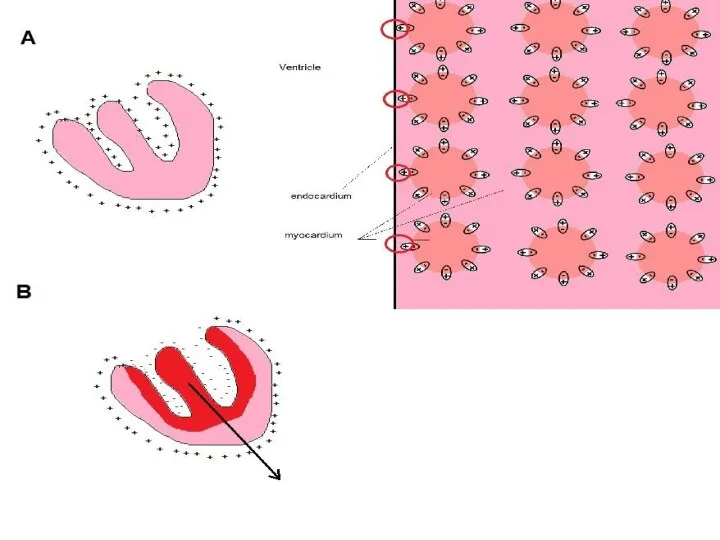 Источником электрического поля сердца являются электрические заряды - ионы, распределенные сложным образом