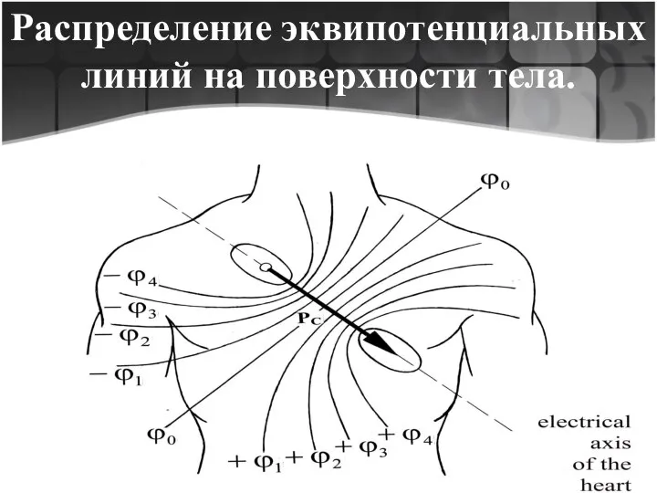 Распределение эквипотенциальных линий на поверхности тела.