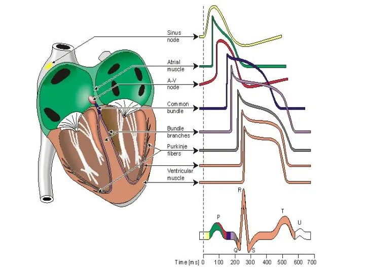 Конструкция автоматической (проводящей) системы сердца, роль в формировании дипольных свойств сердца. Проводящая