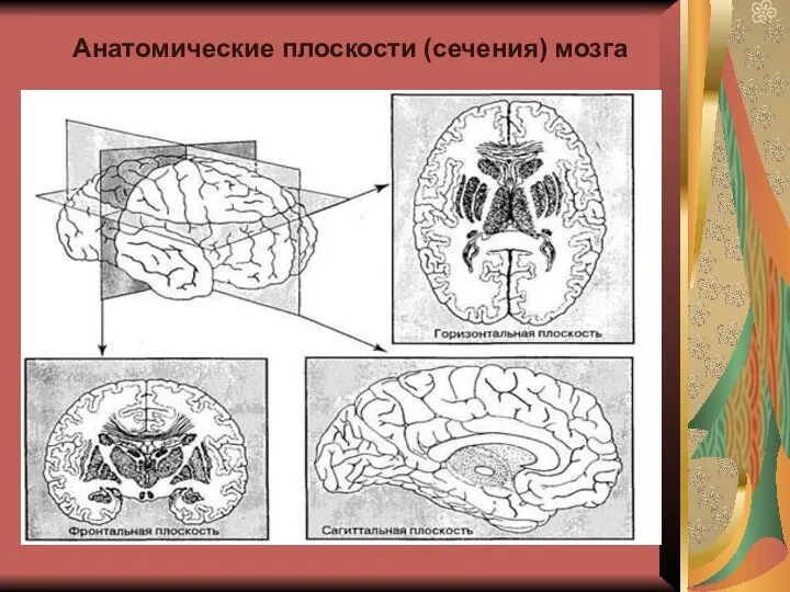 Анатомические плоскости (сечения) мозга
