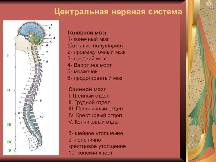 Центральная нервная система Головной мозг 1- конечный мозг (большие полушария) 2- промежуточный