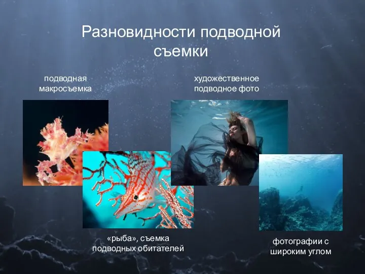 Разновидности подводной съемки подводная макросъемка «рыба», съемка подводных обитателей художественное подводное фото фотографии с широким углом