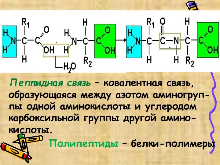 Пептидная связь – ковалентная связь, образующаяся между азотом аминогруп- пы одной аминокислоты