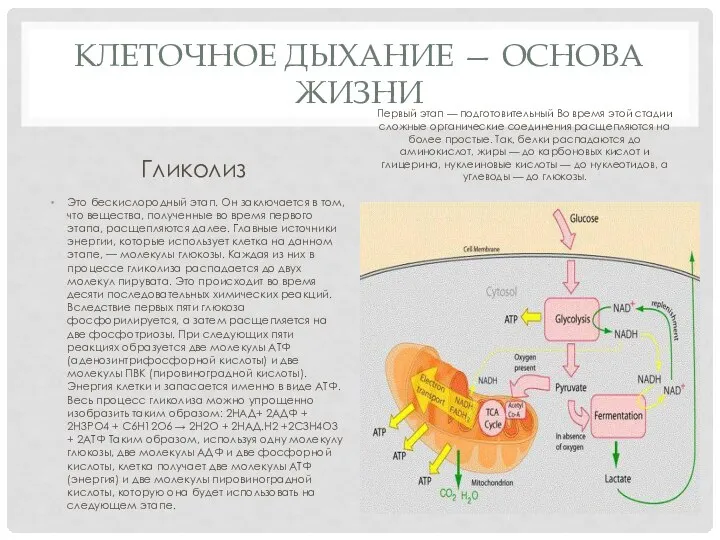 КЛЕТОЧНОЕ ДЫХАНИЕ — ОСНОВА ЖИЗНИ Гликолиз Это бескислородный этап. Он заключается в