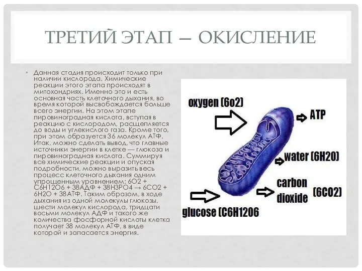 ТРЕТИЙ ЭТАП — ОКИСЛЕНИЕ Данная стадия происходит только при наличии кислорода. Химические