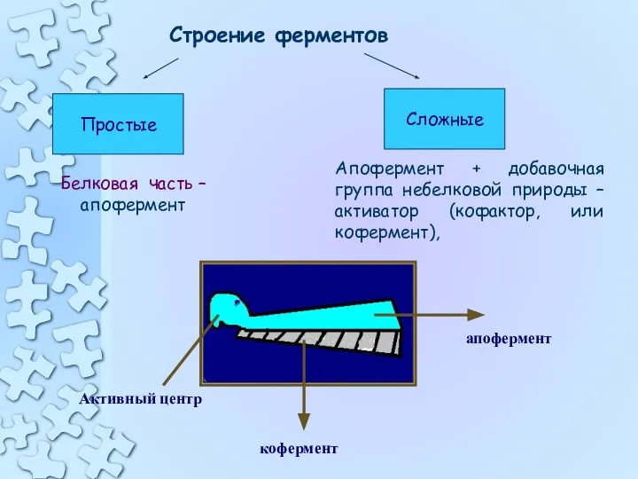 Строение ферментов Простые Сложные Белковая часть – апофермент Апофермент + добавочная группа