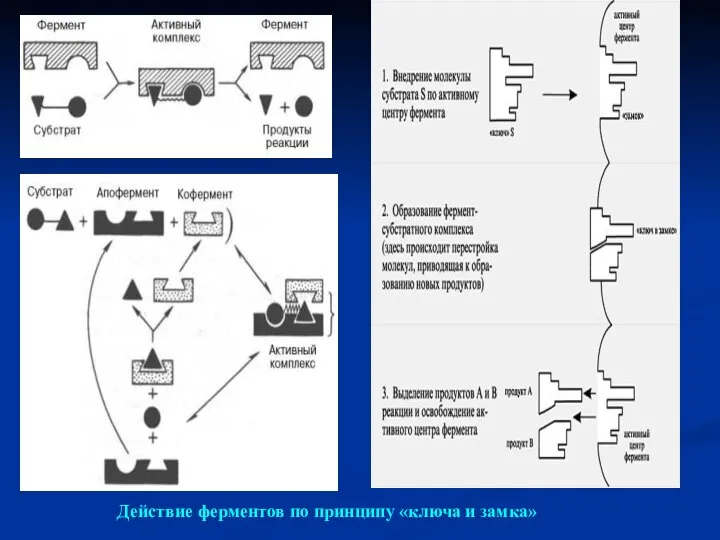 Действие ферментов по принципу «ключа и замка»