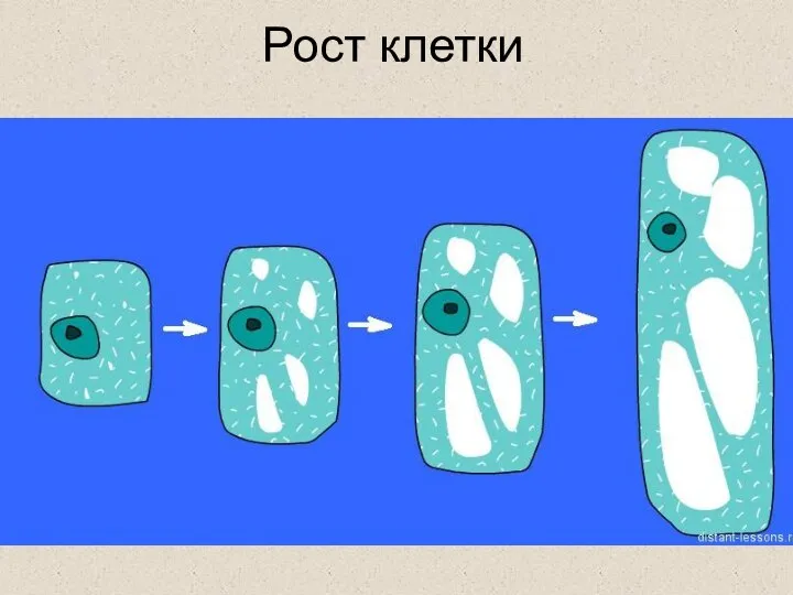 Рост клетки