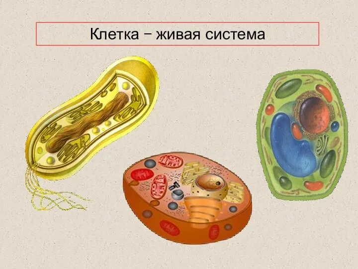 Клетка – живая система