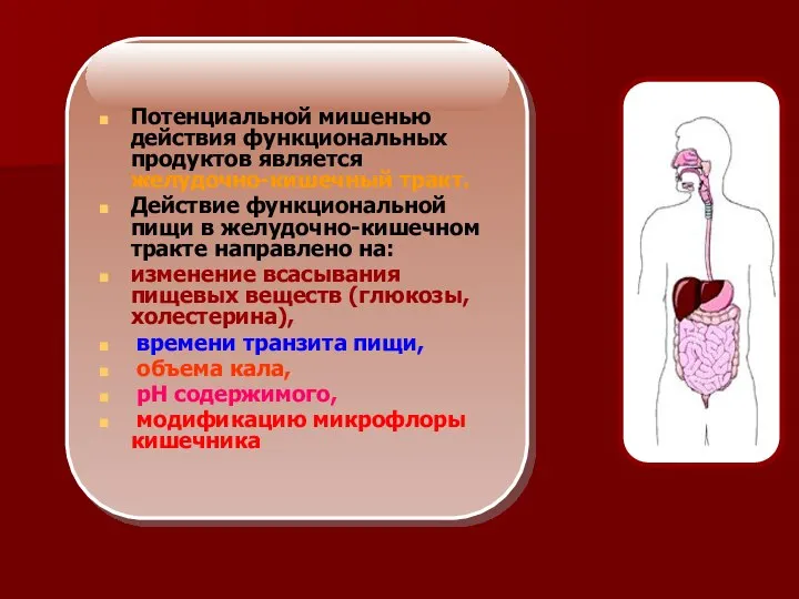 Потенциальной мишенью действия функциональных продуктов является желудочно-кишечный тракт. Действие функциональной пищи в