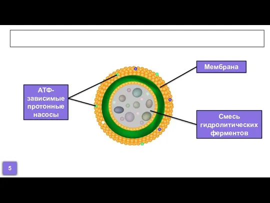 Особенности строения и состав лизосом АТФ-зависимые протонные насосы Мембрана Cмесь гидролитических ферментов 5