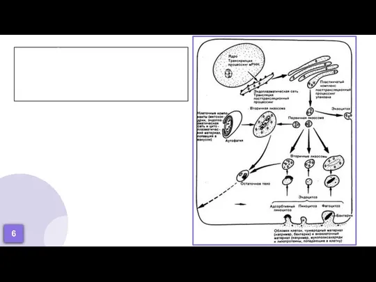 Особенности функционирования лизосом Первичная лизосома Вторичная лизосома Аутолизосома Телолизосома 6