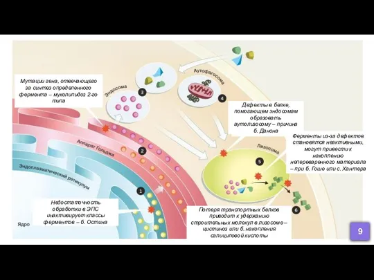 Мутации гена, отвечающего за синтез определенного фермента – муколипидоз 2-го типа Недостаточность