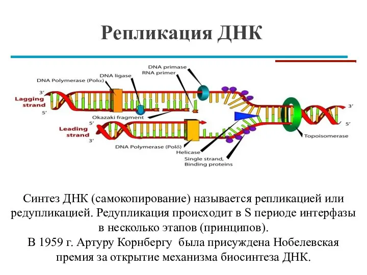 Репликация ДНК Синтез ДНК (самокопирование) называется репликацией или редупликацией. Редупликация происходит в