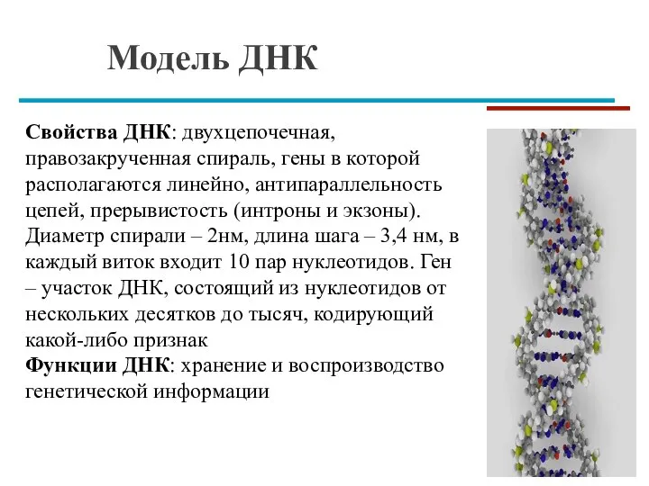 Модель ДНК Свойства ДНК: двухцепочечная, правозакрученная спираль, гены в которой располагаются линейно,