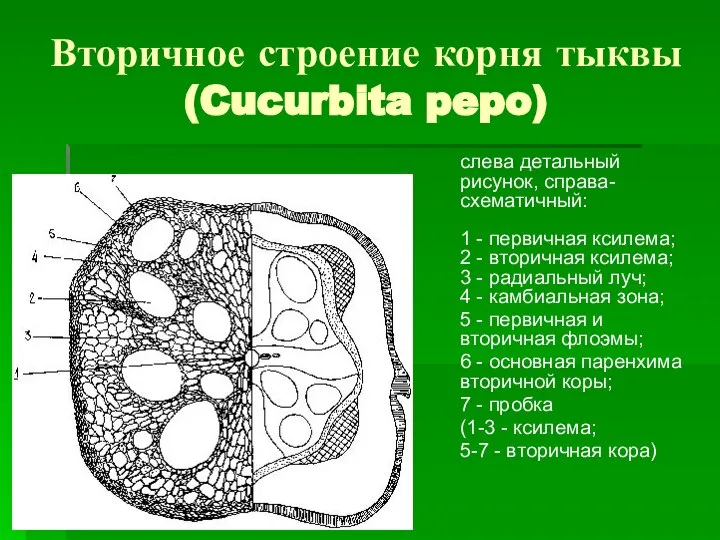 Вторичное строение корня тыквы (Cucurbita pepo) слева детальный рисунок, справа-схематичный: 1 -