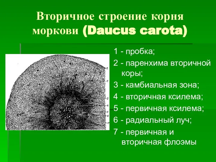 Вторичное строение корня моркови (Daucus carota) 1 - пробка; 2 - паренхима