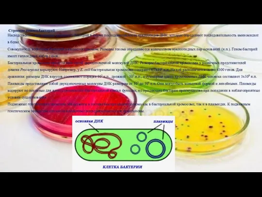 Строение генома бактерий Наследственная информация хранится у бактерий в форме последовательности нуклеотидов