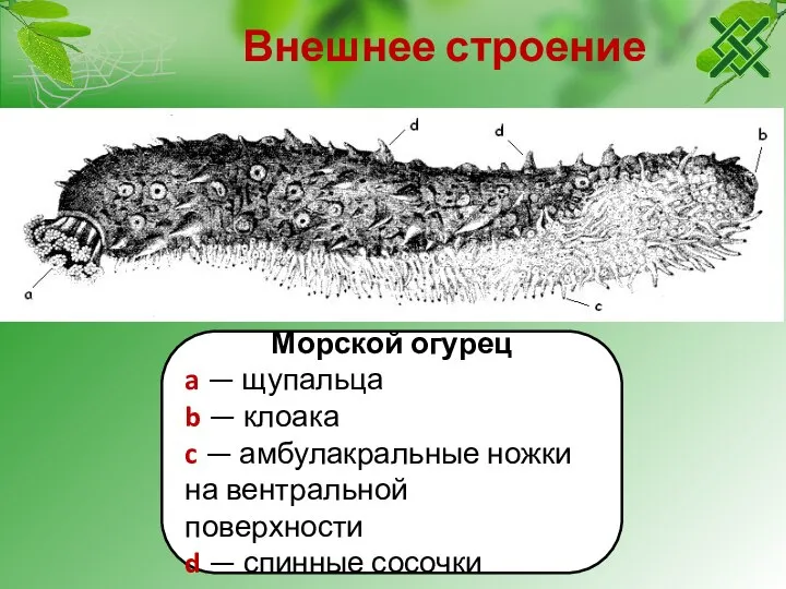 Внешнее строение Морской огурец a — щупальца b — клоака c —