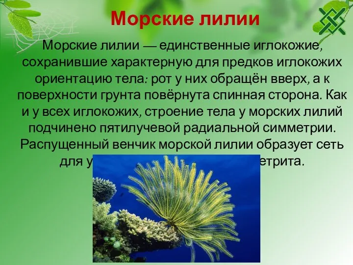 Морские лилии Морские лилии — единственные иглокожие, сохранившие характерную для предков иглокожих