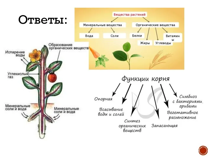 Ответы: