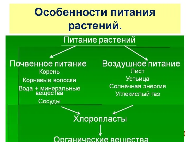 Особенности питания растений.