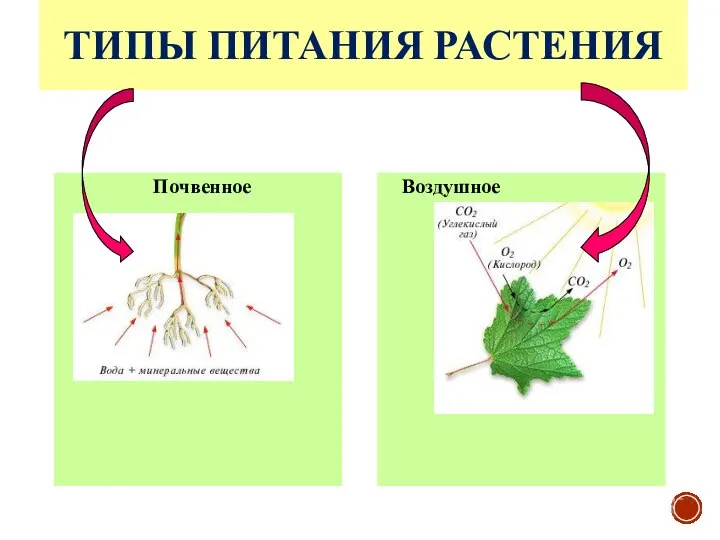 ТИПЫ ПИТАНИЯ РАСТЕНИЯ Почвенное Воздушное