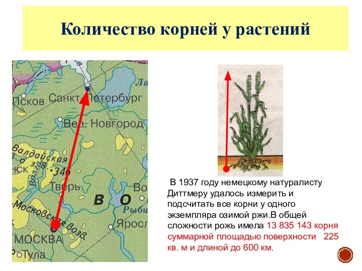 Москва С.-Петербург 600 км Рожь В 1937 году немецкому натуралисту Диттмеру удалось