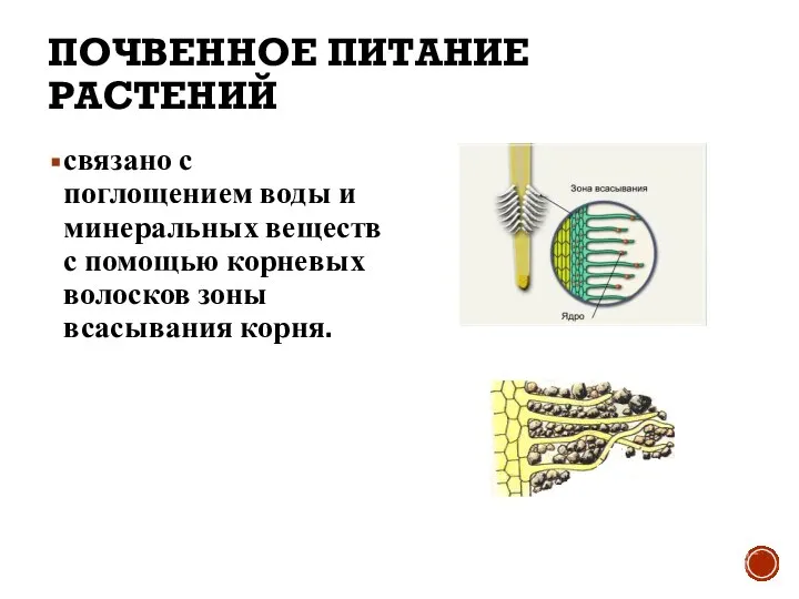 ПОЧВЕННОЕ ПИТАНИЕ РАСТЕНИЙ связано с поглощением воды и минеральных веществ с помощью