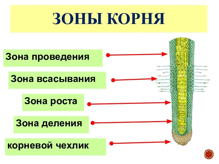 ЗОНЫ КОРНЯ Зона роста Зона деления Зона проведения корневой чехлик Зона всасывания