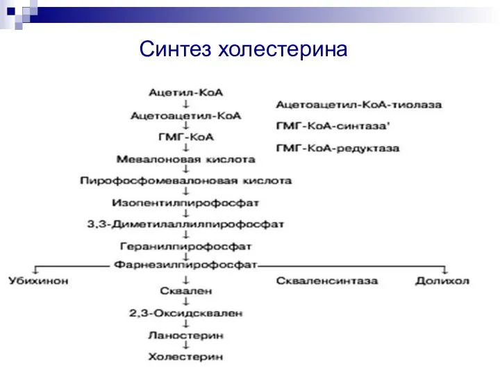 Синтез холестерина