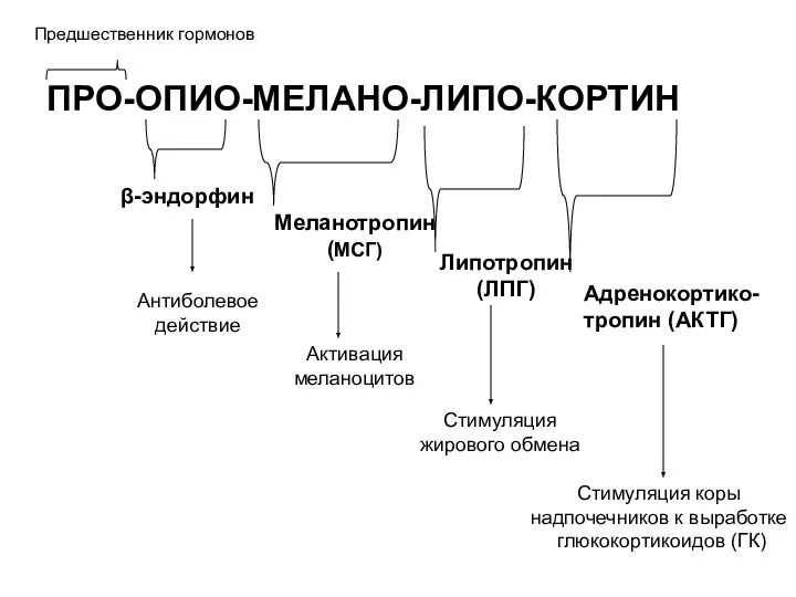 ПРО-ОПИО-МЕЛАНО-ЛИПО-КОРТИН Предшественник гормонов β-эндорфин Меланотропин (МСГ) Липотропин (ЛПГ) Адренокортико- тропин (АКТГ) Стимуляция