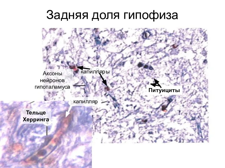 Задняя доля гипофиза капилляры Питуициты питуициты Аксоны нейронов гипоталамуса Тельце Херринга капилляр