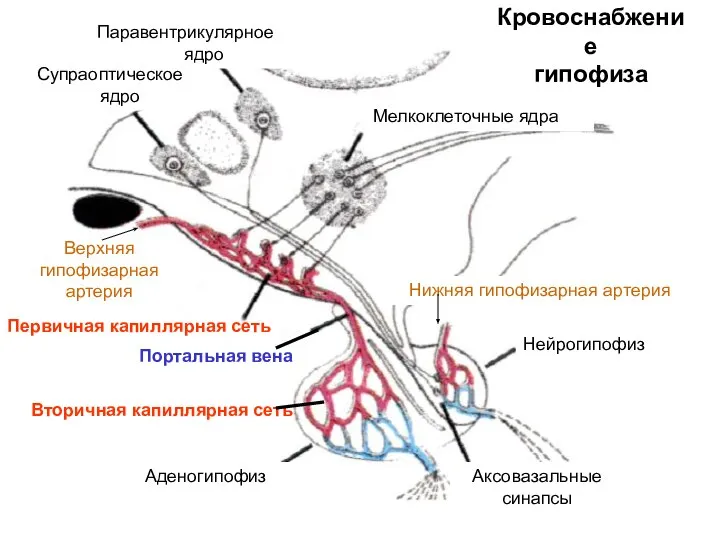 Кровоснабжение гипофиза Супраоптическое ядро Паравентрикулярное ядро Мелкоклеточные ядра Аденогипофиз Нейрогипофиз Аксовазальные синапсы