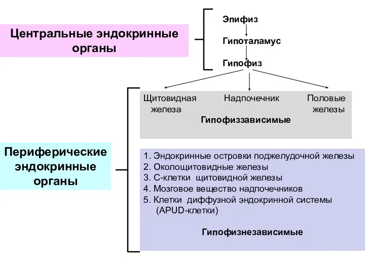 Центральные эндокринные органы Эпифиз Гипоталамус Гипофиз Периферические эндокринные органы Щитовидная Надпочечник Половые