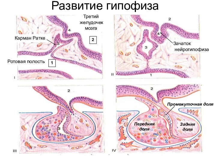 Развитие гипофиза Ротовая полость Третий желудочек мозга Карман Ратке Зачаток нейрогипофиза 2