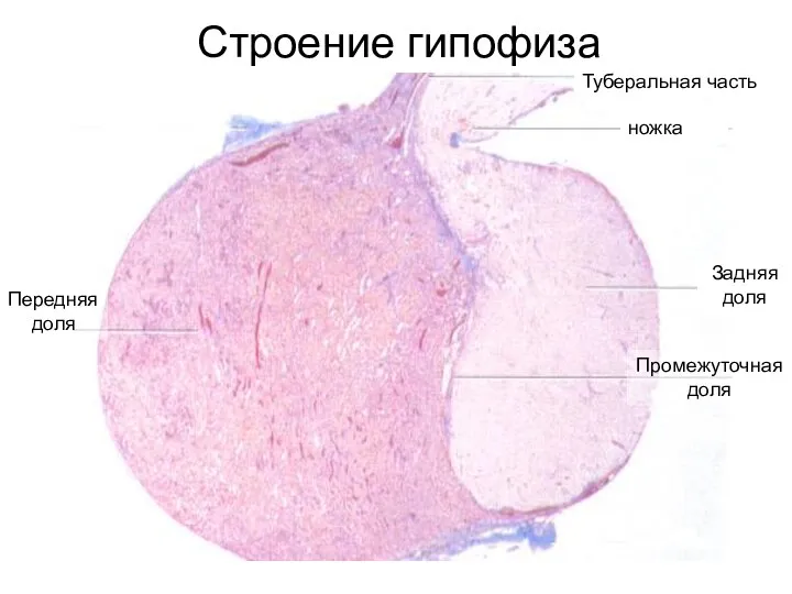 Строение гипофиза Передняя доля Промежуточная доля Задняя доля ножка Туберальная часть