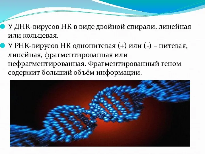 У ДНК-вирусов НК в виде двойной спирали, линейная или кольцевая. У РНК-вирусов