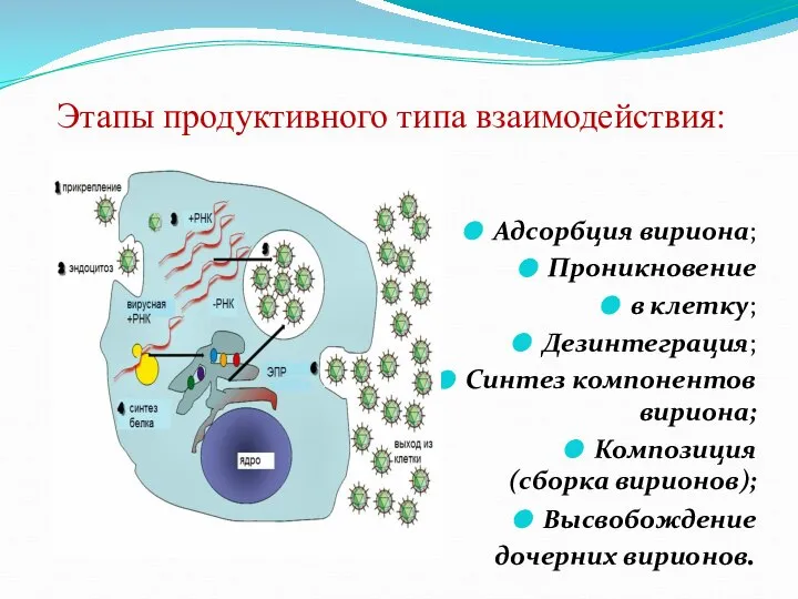 Этапы продуктивного типа взаимодействия: Адсорбция вириона; Проникновение в клетку; Дезинтеграция; Синтез компонентов