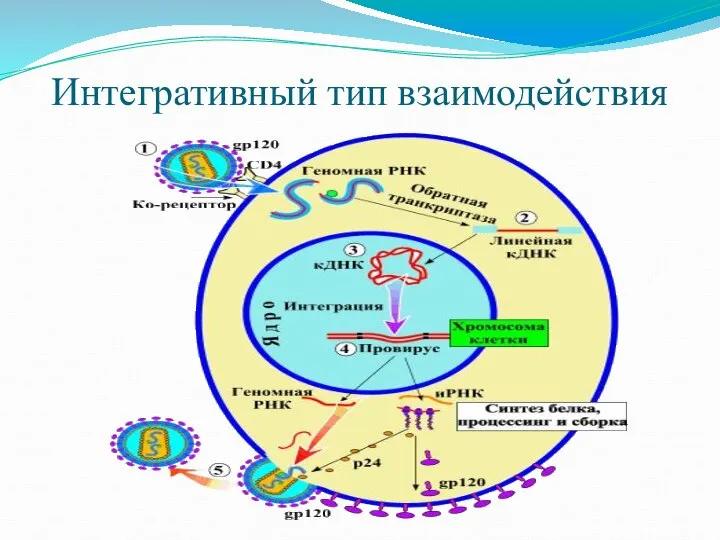 Интегративный тип взаимодействия