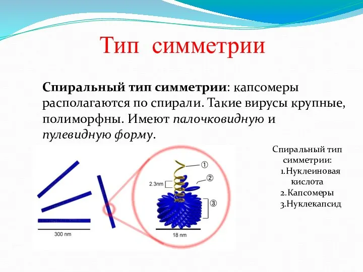 Тип симметрии Спиральный тип симметрии: капсомеры располагаются по спирали. Такие вирусы крупные,