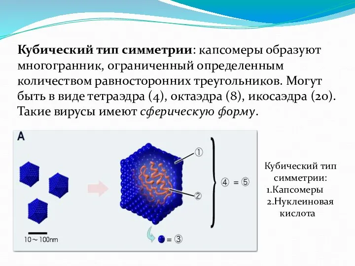 Кубический тип симметрии: 1.Капсомеры 2.Нуклеиновая кислота Кубический тип симметрии: капсомеры образуют многогранник,