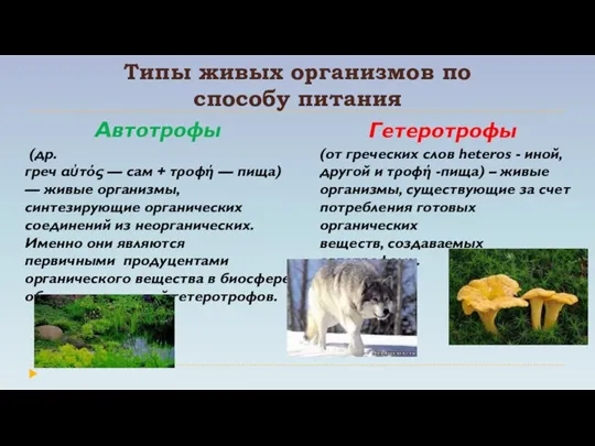 Типы живых организмов по способу питания Автотрофы Гетеротрофы (от греческих слов heteros