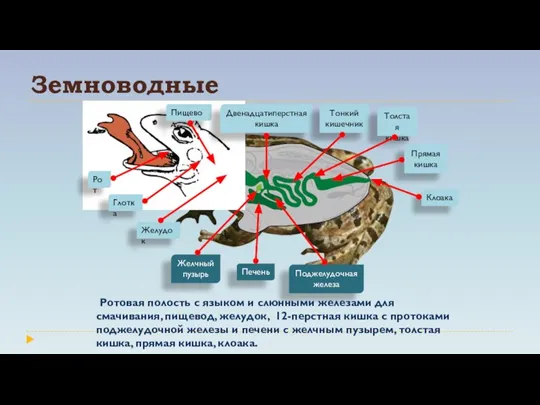 Земноводные Ротовая полость с языком и слюнными железами для смачивания, пищевод, желудок,