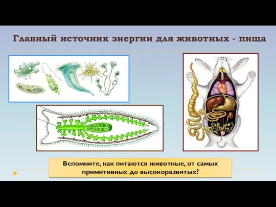 Главный источник энергии для животных - пища Вспомните, как питаются животные, от самых примитивных до высокоразвитых?